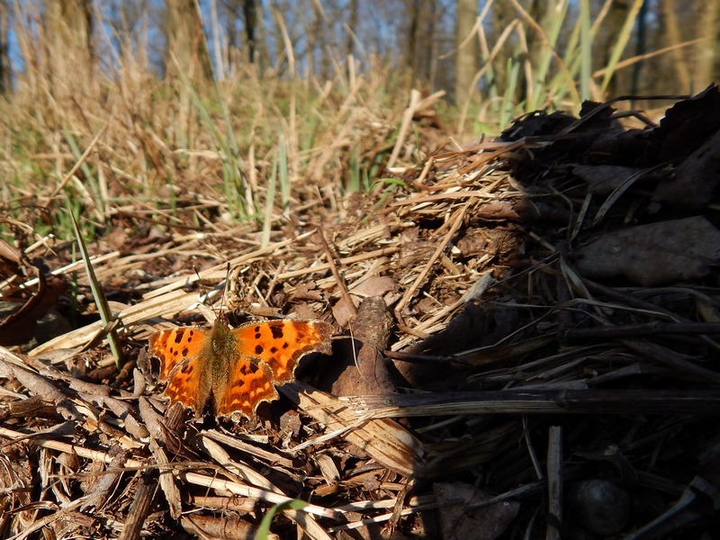 23.02.14 Parco del Ticino